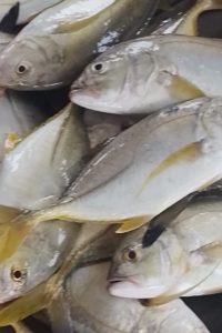 WhatsApp Image 2025-10-02 at 15.49.09 (1)