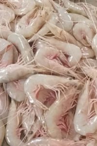 WhatsApp Image 2025-10-02 at 15.54.08 (1)