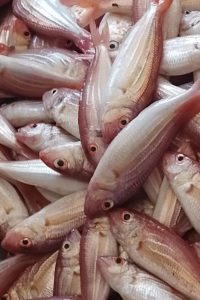 WhatsApp Image 2025-10-02 at 15.58.12