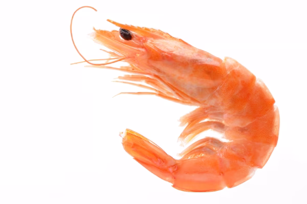 shrimp-white_181303-553
